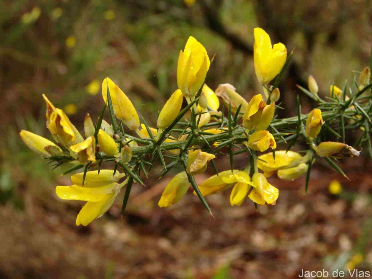 Ulex europaeus L.